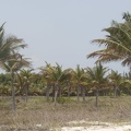321-7710 Palm Farm